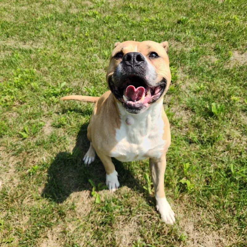 An adult medium-sized male Brown / Chocolate American Bulldog dog named Tony Tony Chopper for adoption in Fort Wayne, IN