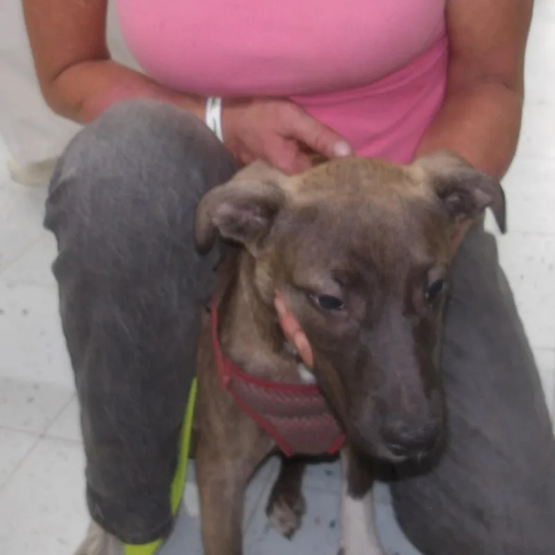 A baby medium-sized female Brown / Chocolate Mixed Breed dog named Baby Girl for adoption in Marble, NC