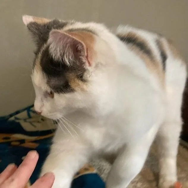 A young medium-sized female Calico Domestic Short Hair cat named Persephone for adoption in Grand Rapids, MN
