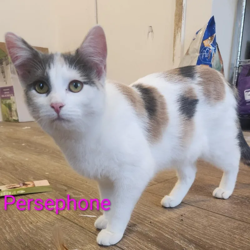 Persephone thumbnail 2