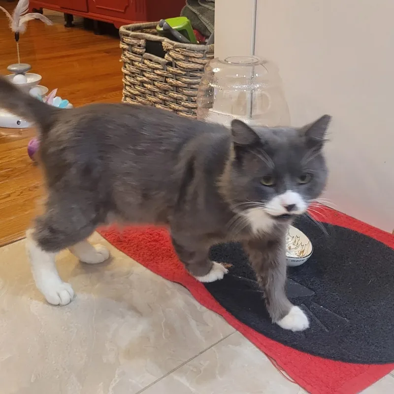 A young medium-sized male Domestic Medium Hair cat named Ash Coming In FIV for adoption in Clifton, NJ