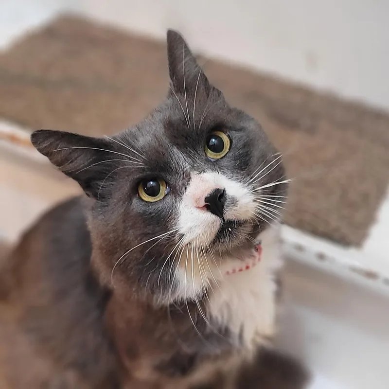 Ash Coming In FIV thumbnail 2