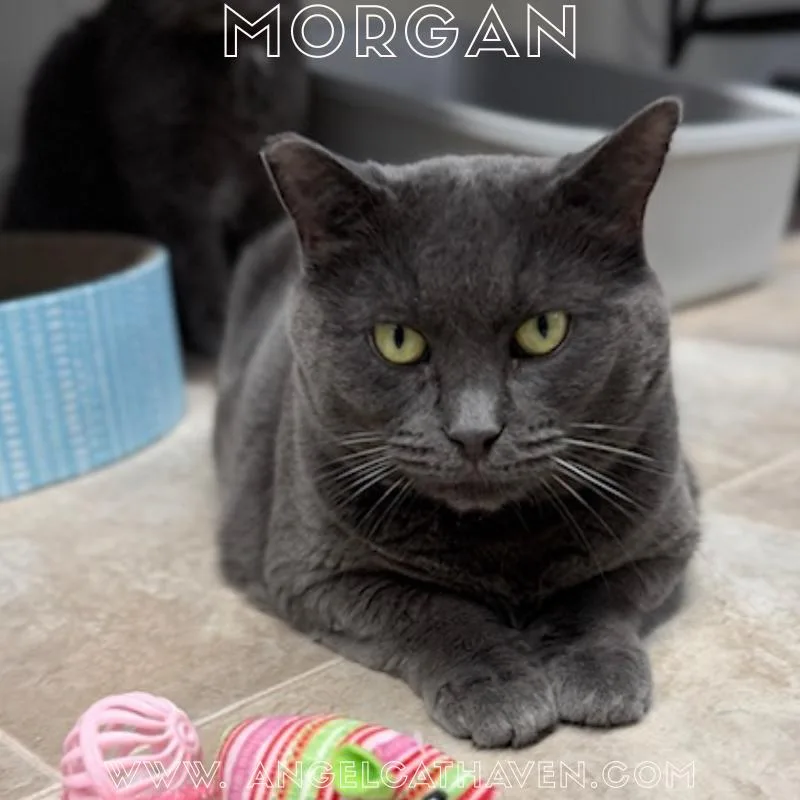 An adult medium-sized female Domestic Short Hair cat named Morgan for adoption in Plainville, MA