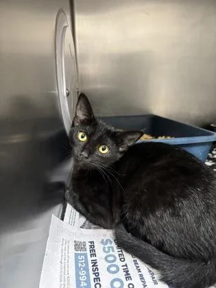 A young medium-sized female Domestic Short Hair cat named Dan Spaniel for adoption in San Antonio, TX