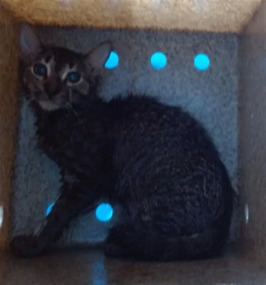 A baby medium-sized female Domestic Short Hair cat named Mimi for adoption in Gardena, CA