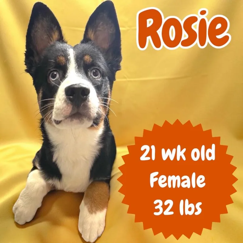 A baby medium-sized female Australian Shepherd dog named Rosie for adoption in Sorrento, LA
