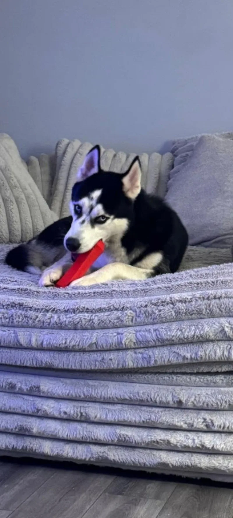 A young large-sized male Husky dog named Balto for adoption in Sanford, FL