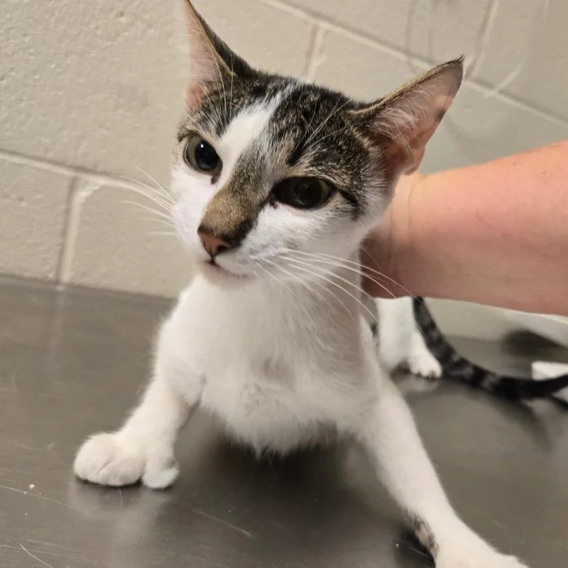 An adult medium-sized female Domestic Short Hair cat named Alaina for adoption in South Bend, IN