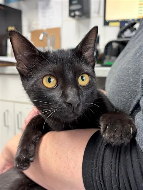 A young small-sized female Domestic Short Hair cat named Fern for adoption in Canfield, OH