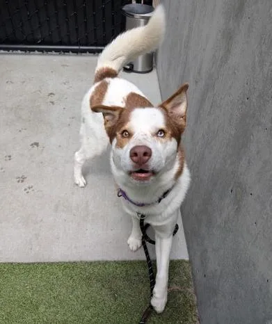 An adult large-sized male Australian Shepherd dog named Frodo for adoption in Bellevue, WA