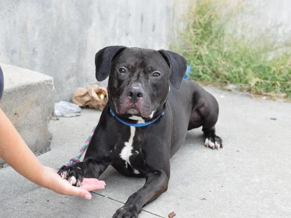 An adult medium-sized male Mixed Breed dog named Logi for adoption in Ridgewood, NY