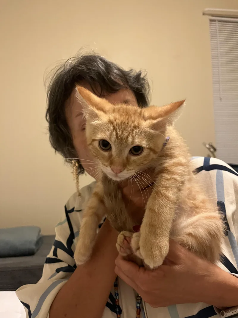 A baby small-sized male American Shorthair cat named Jerry for adoption in Round Rock, TX