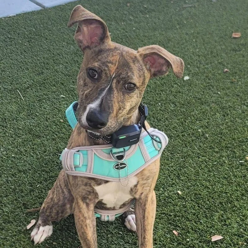 Radar Partially Blind Abuse thumbnail 2