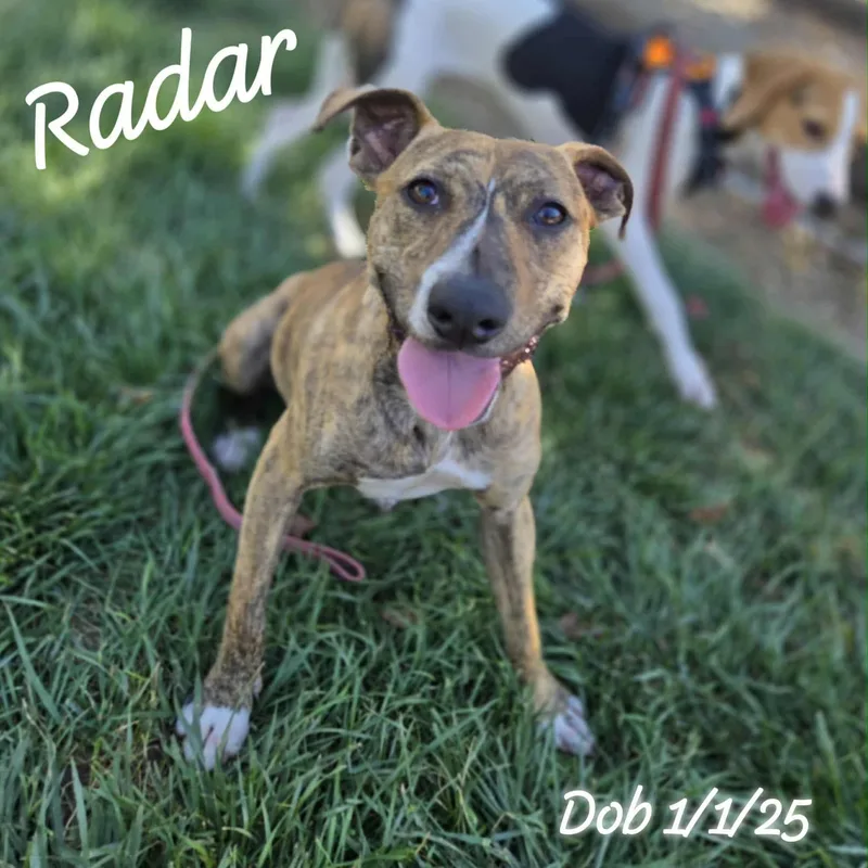 Radar Partially Blind Abuse thumbnail 3