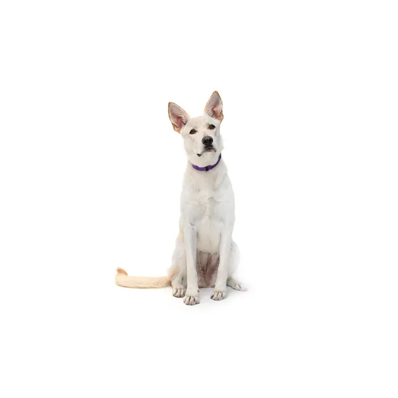 A young medium-sized female White / Cream Mixed Breed dog named Lucy for adoption in Playa Vista, CA