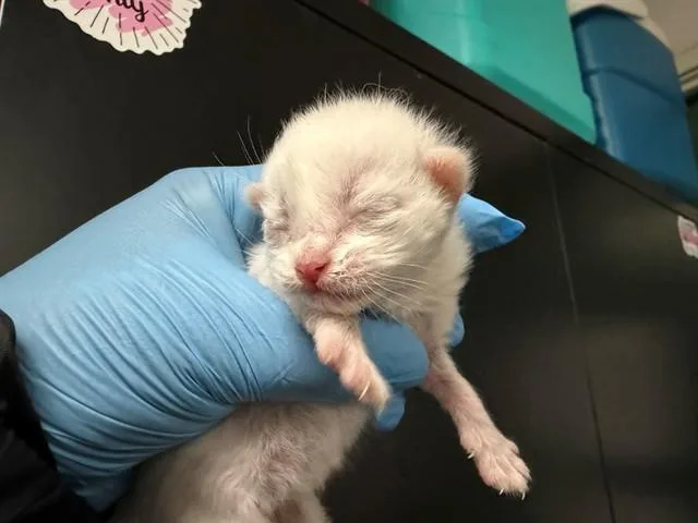 A baby small-sized female Domestic Short Hair cat named Nellie for adoption in San Bernardino, CA