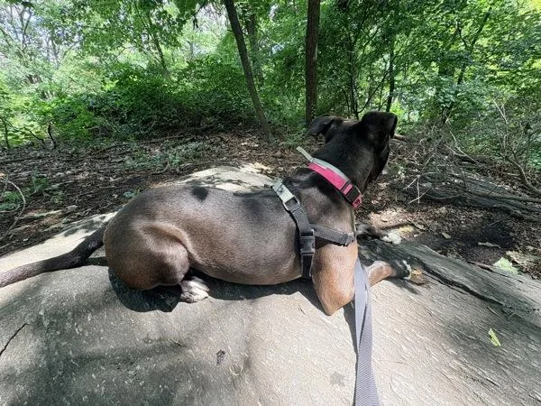 An adult large-sized male Mixed Breed dog named Jack for adoption in New York, NY