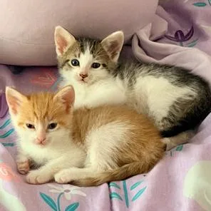 A baby small-sized male White Domestic Short Hair cat named Mariana for adoption in Austin, TX
