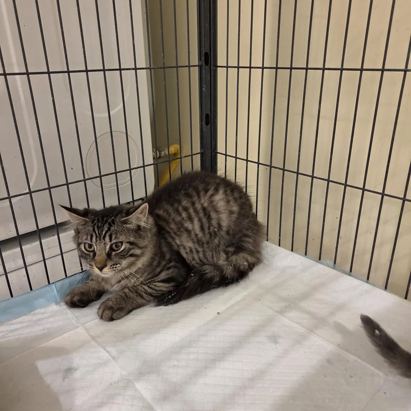 A baby medium-sized male Gray / Blue / Silver American Shorthair cat named Marsik for adoption in Brooklyn, NY