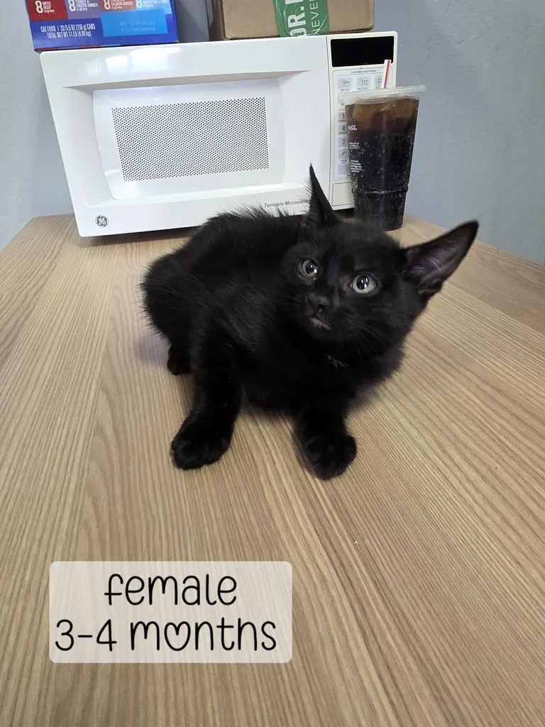 A baby medium-sized female Domestic Medium Hair cat named Georgia for adoption in Holbrook, AZ