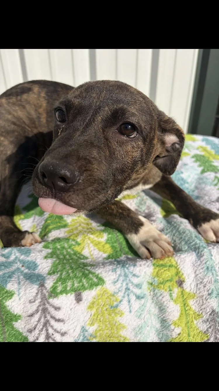 A baby medium-sized female Pit Bull Terrier dog named Dolly for adoption in Paradise, TX