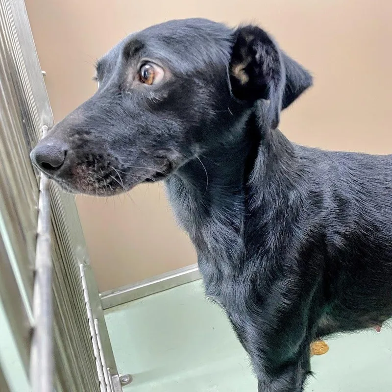 An adult medium-sized female Black Whippet dog named Luna for adoption in Verona, VA