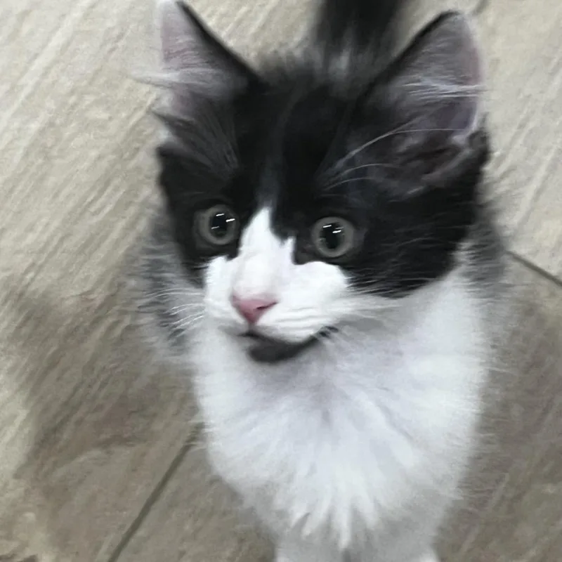 A baby small-sized male Domestic Medium Hair cat named Julian for adoption in Houston, TX