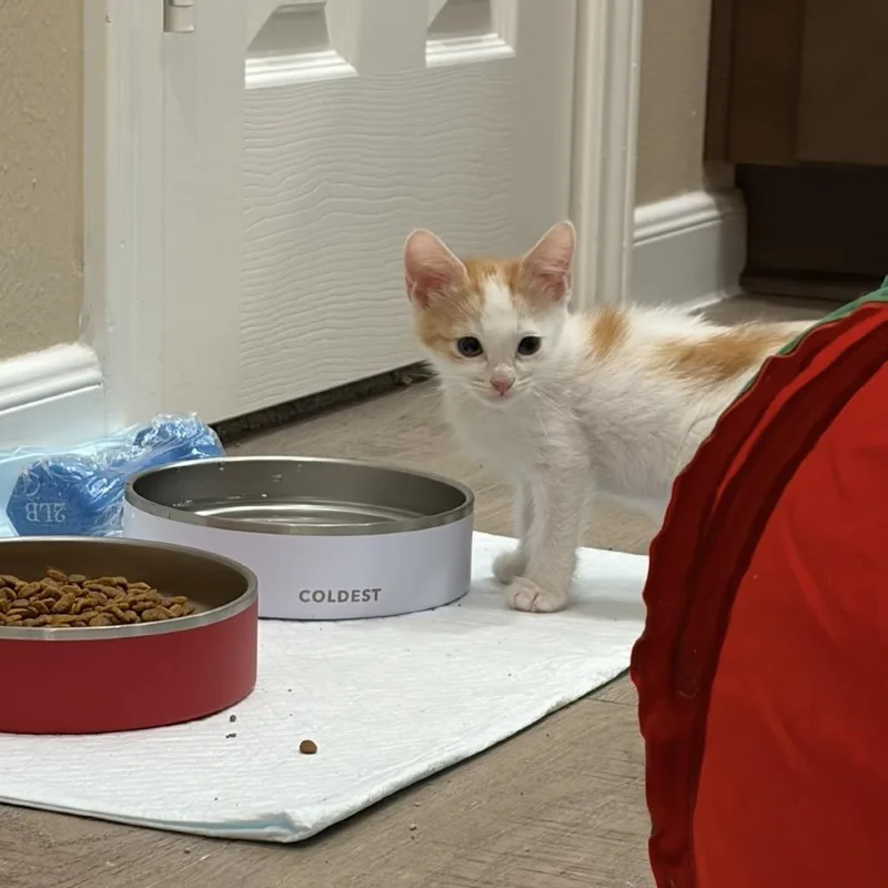A baby small-sized male White Domestic Short Hair cat named Iggy for adoption in League City, TX