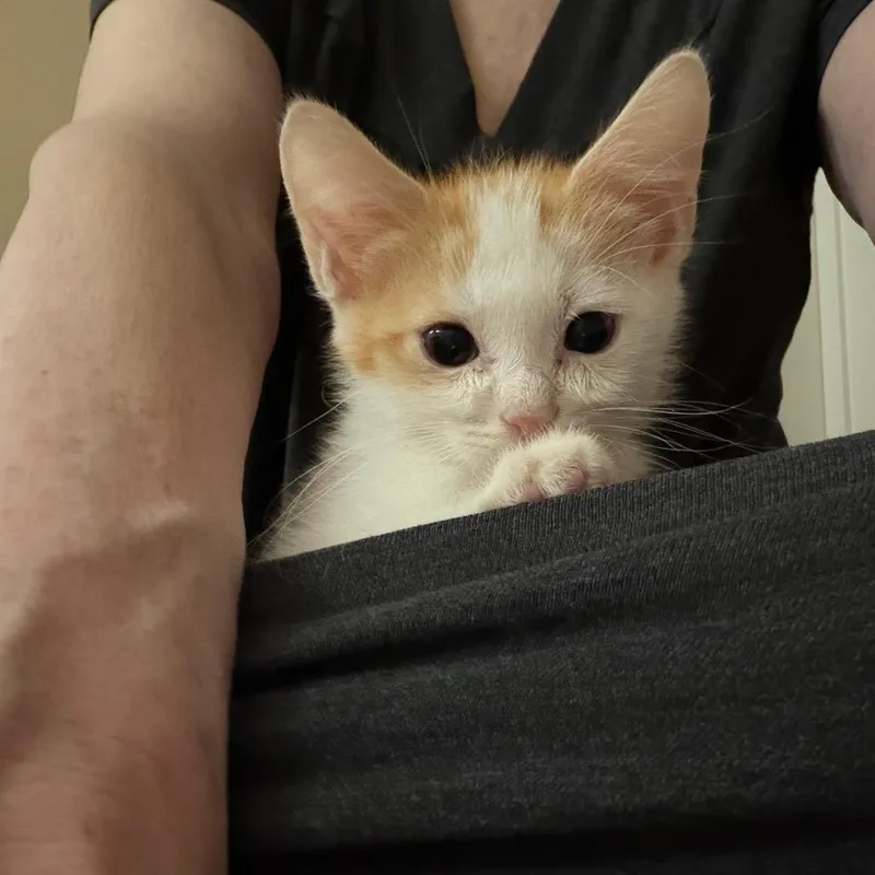 Iggy thumbnail 6