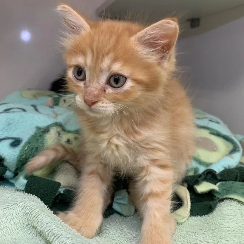 A baby small-sized female Orange / Red Domestic Short Hair cat named Shirley for adoption in Redwood City, CA