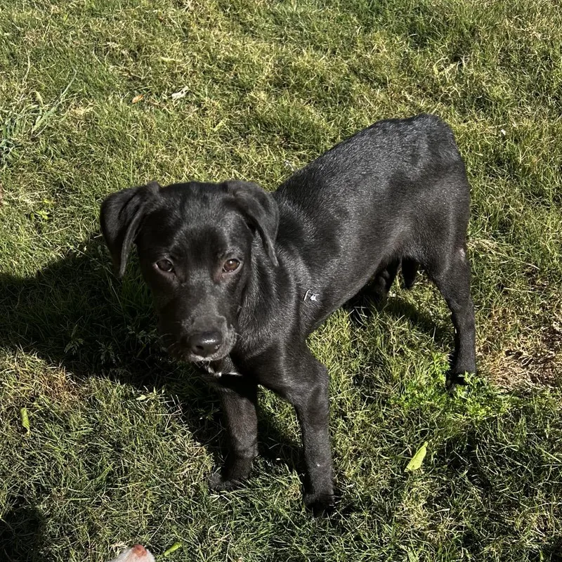 A young medium-sized male Black Labrador Retriever dog named Fletcher for adoption in Escondido, CA
