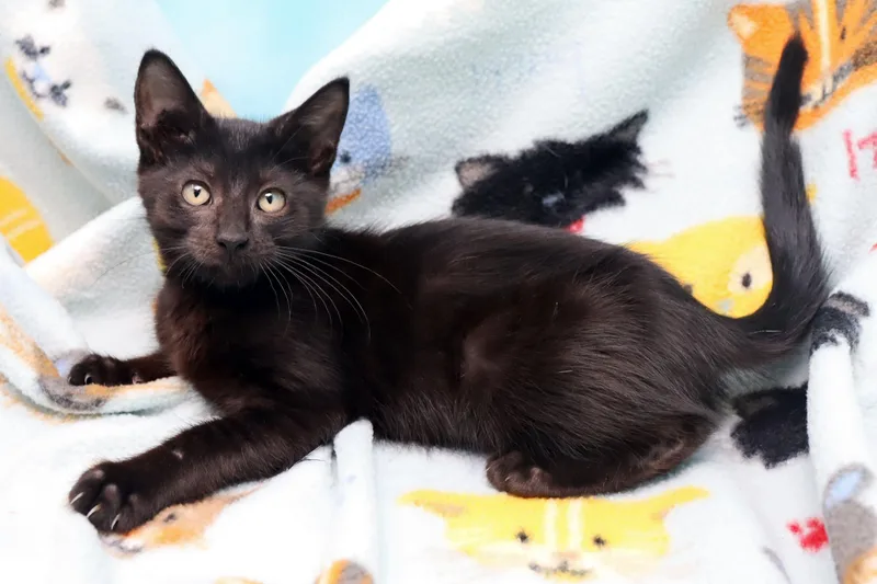 A baby medium-sized female Black Domestic Short Hair cat named Rinky for adoption in Tierra Verde, FL