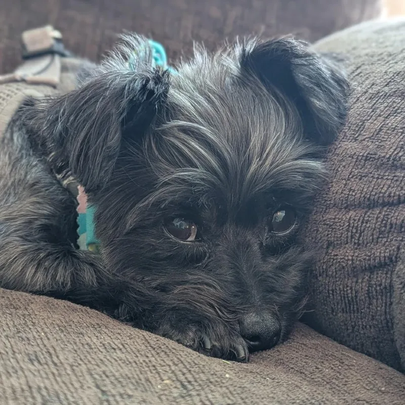 A senior small-sized female Black Yorkshire Terrier dog named Courtesy Listing Sophie for adoption in Tuscaloosa, AL