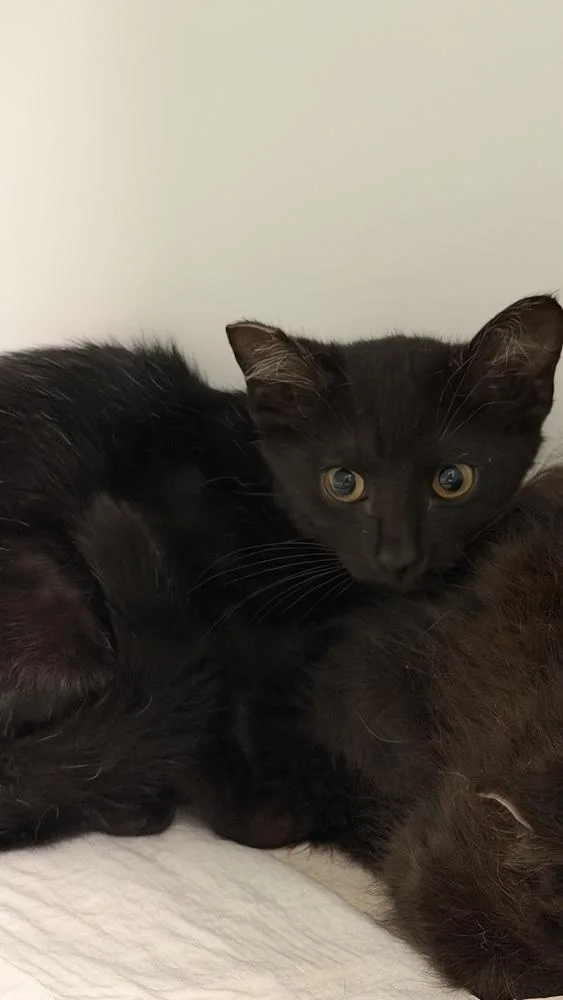A baby small-sized male Black Domestic Short Hair cat named Sam for adoption in Ontario, CA