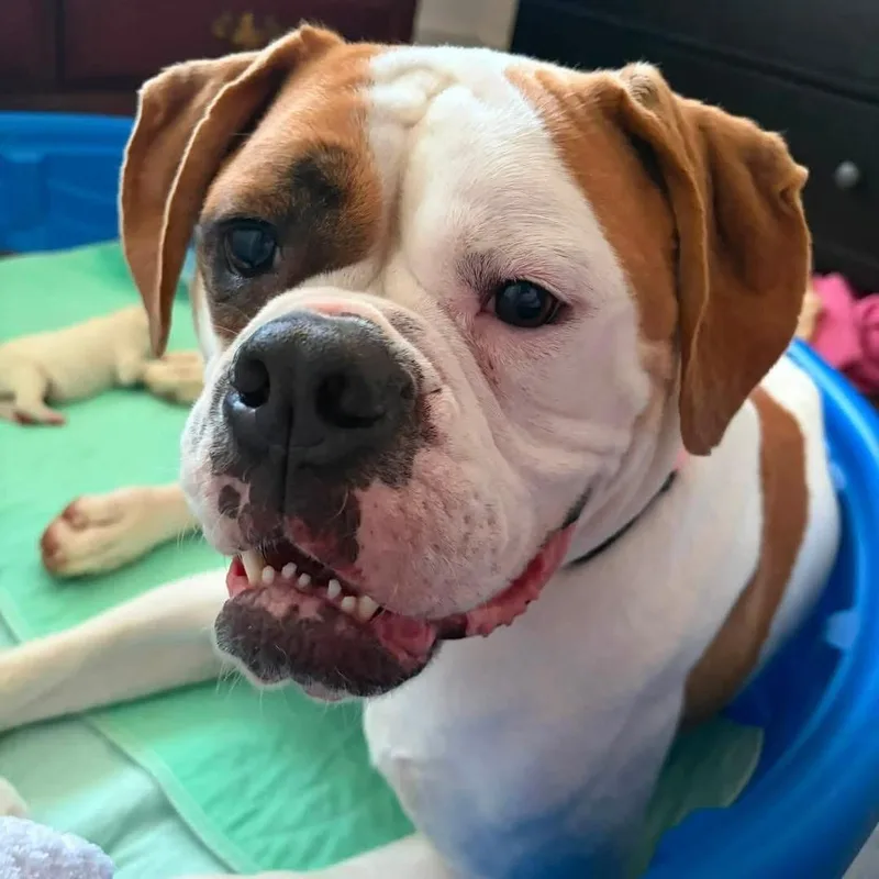 An adult large-sized female Bulldog dog named Gracie for adoption in Youngstown, OH