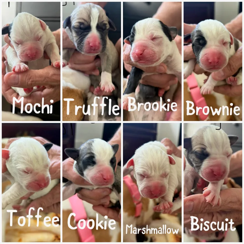 Gracie thumbnail 3