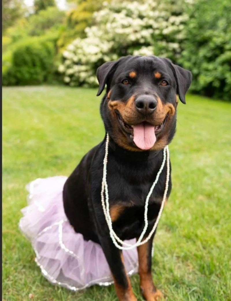 A young large-sized female Rottweiler dog named Leah for adoption in Bayport, NY