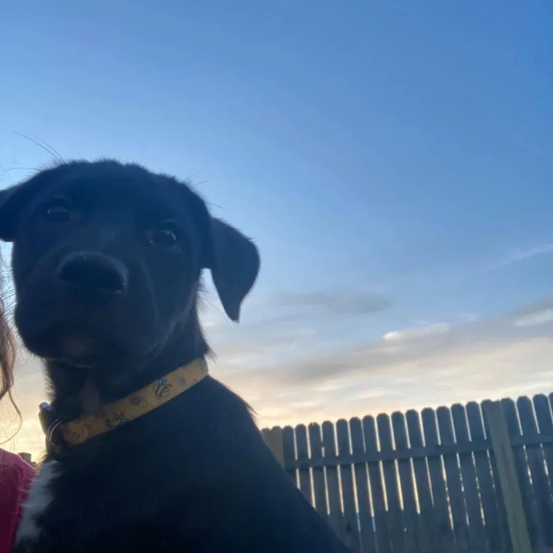 A baby large-sized male German Shepherd Dog dog named Funyun for adoption in New London, WI