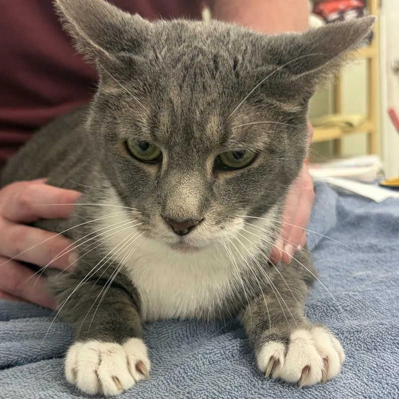 A senior large-sized male Gray / Blue / Silver Domestic Short Hair cat named Smoke for adoption in East Smithfield , PA