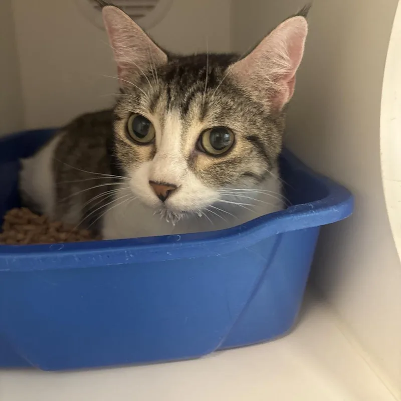 A young medium-sized female Brown / Chocolate Domestic Short Hair cat named Maggie for adoption in Tulsa, OK