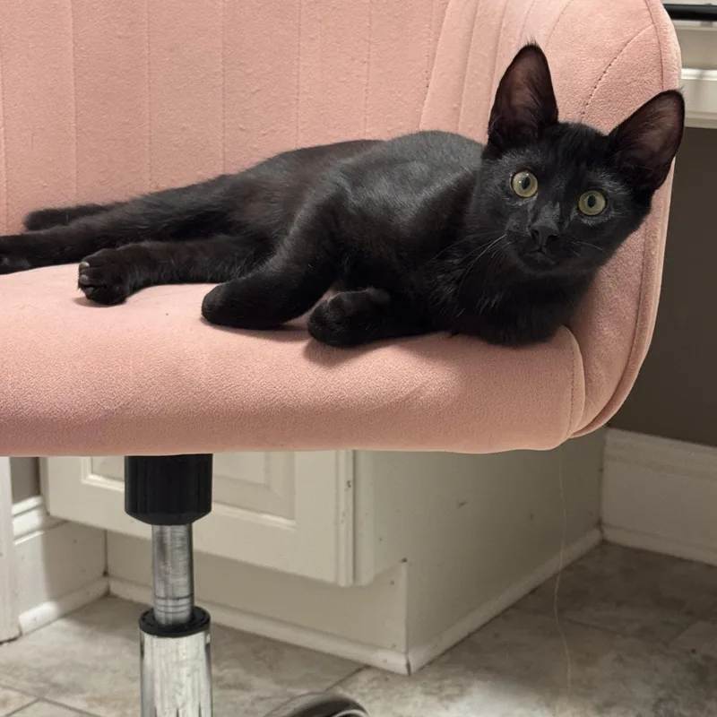 A baby medium-sized male Black Domestic Short Hair cat named Buzz for adoption in Metairie, LA