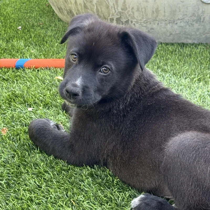 A baby medium-sized male Black Labrador Retriever dog named Shadow for adoption in Encino, CA