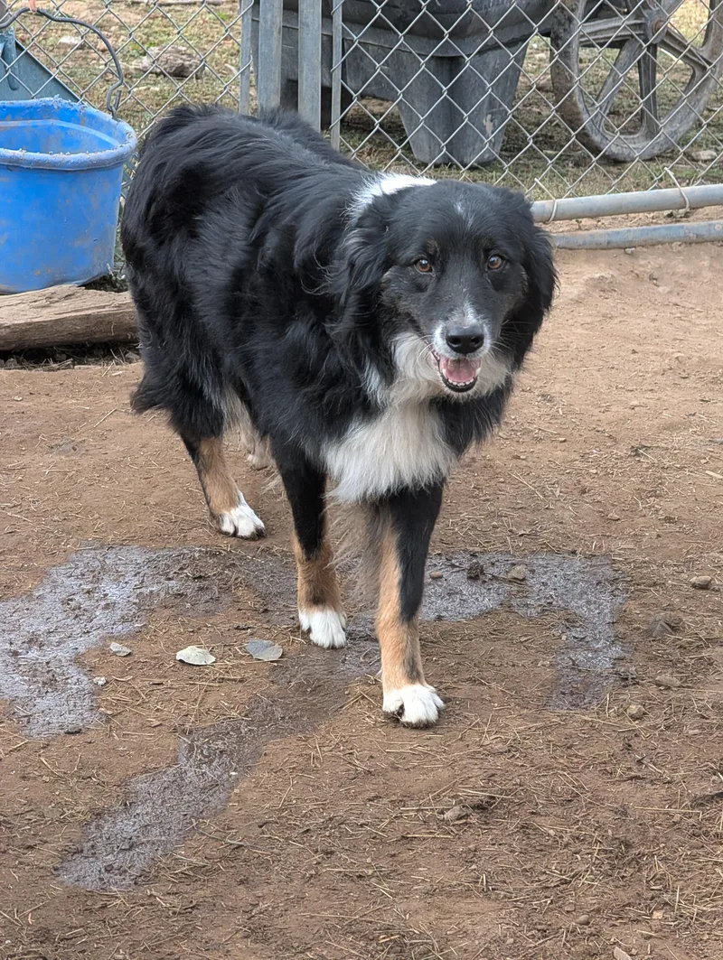 A senior medium-sized female Australian Shepherd dog named Lucy for adoption in COEUR D ALENE, ID