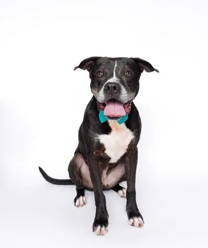 A senior large-sized male Mixed Breed dog named Mator for adoption in North Miami Beach, FL