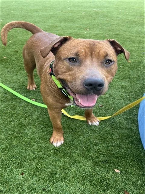 A young large-sized male Terrier dog named Red for adoption in Miami, FL