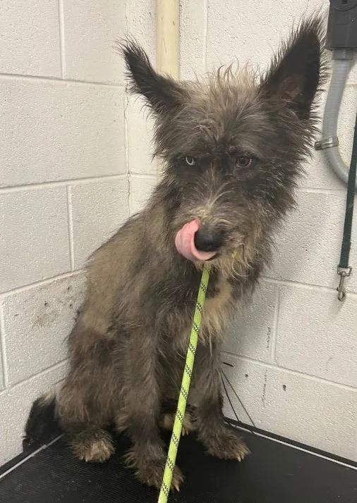 A young large-sized male Mixed Breed dog named Woofie for adoption in Chickamauga , GA