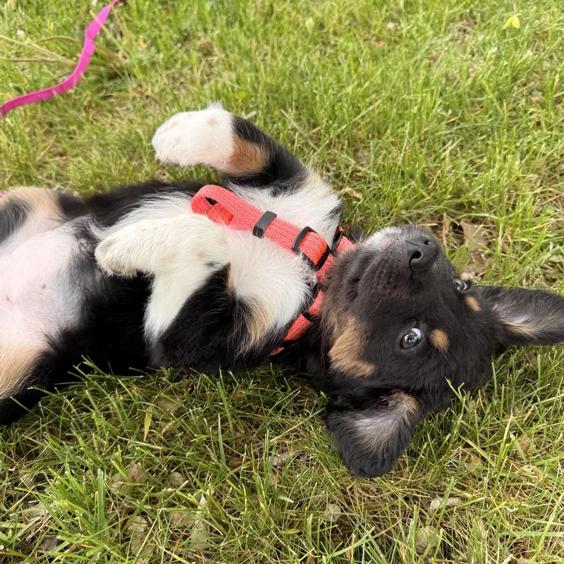 Gracie