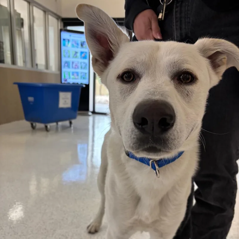 An adult large-sized male White / Cream Mixed Breed dog named Mike A for adoption in Mission Hills, CA