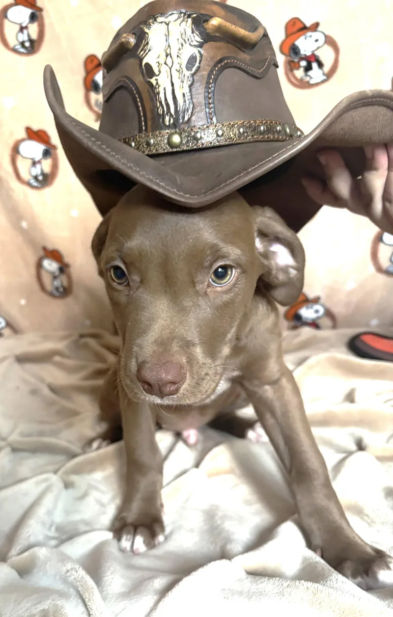 A baby large-sized male Pit Bull Terrier dog named Colt for adoption in Wetumpka, AL