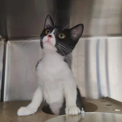 Tux